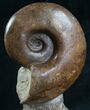 Lytoceras Ammonite Sculpture From France - #8211-4